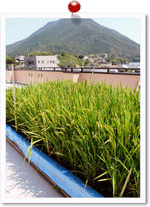 シルバーレジデンス　ひまわり　内観